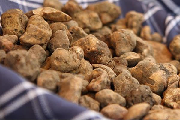 Sant'Agata Feltria White Truffle Fair